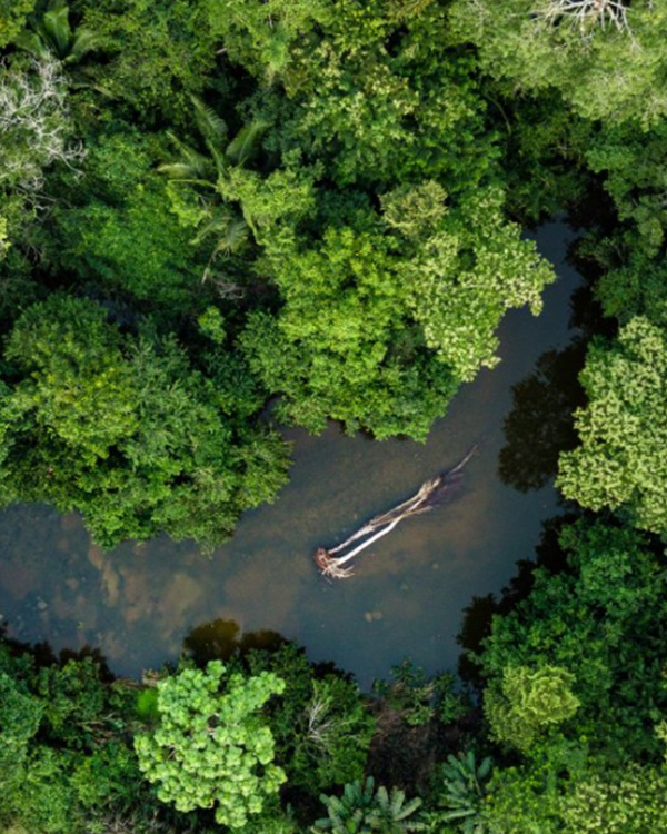 Amazonas